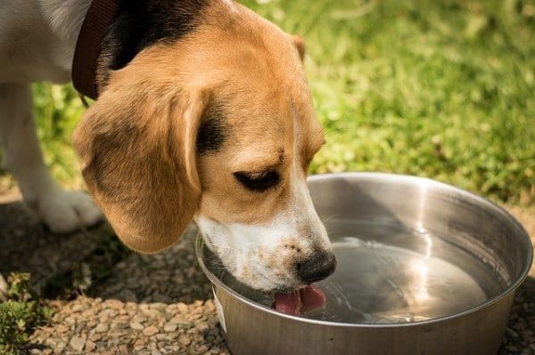 Animal's Water Management